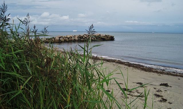 Seegras am Ufer